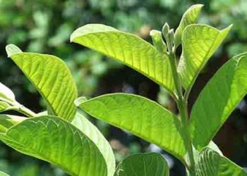 Bài thuốc chữa dập gân