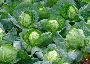 bài thuốc từ bắp cải