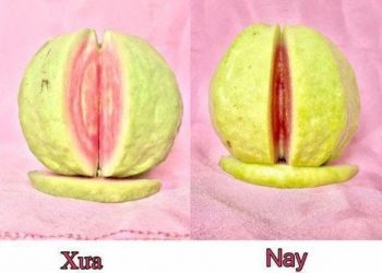 thực phẩm làm se khít vùng kín