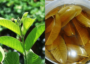 Phương pháp điều trị ngứa vùng kín bằng lá ổi