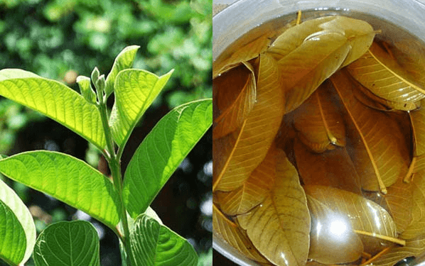 Phương pháp điều trị ngứa vùng kín bằng lá ổi