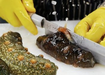 bai-thuoc-quy-tu-hai-sam-chua-chung-dong-kin