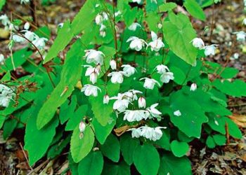 cay-thuoc-nam-quy-chua-yeu-sinh-ly