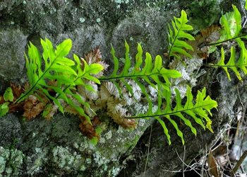 Cốt toái bổ giúp co hồi tử cung cực hiệu quả