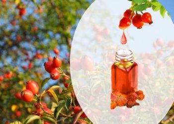 Dầu nụ tầm xuân tỏa hương thơm ngát hấp dẫn chàng khó cưỡng