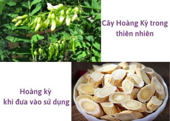Cao Hoàng Kỳ – Dược Liệu Đa Công Dụng Đối Với Sức Khỏe Phụ Nữ