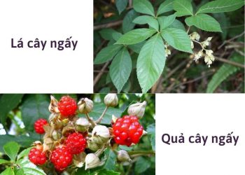 Lá cây ngấy làm đẹp vùng yêu từ bên trong, phụ nữ bỏ qua sẽ tiếc