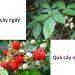 Lá cây ngấy làm đẹp vùng yêu từ bên trong, phụ nữ bỏ qua sẽ tiếc