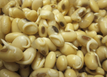 Tác dụng thần kỳ của mầm đậu nành đối với sức khỏe và sắc đẹp của phụ nữ