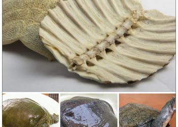 Miết giáp – vị thuốc bồi bổ cơ thể, điều hòa kinh nguyệt cực tốt cho phụ nữ