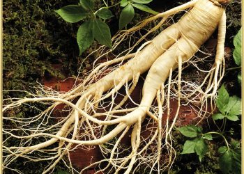 Nhân sâm – Thần dược quý hiếm dành cho phụ nữ sau sinh