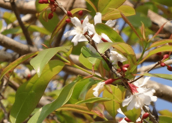 Thành ngạnh – cây thuốc giúp điều hòa kinh nguyệt, kích thích vị giác cho phụ nữ sau sinh