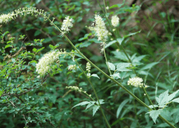 Những công dụng của vị thuốc thăng ma và bài thuốc Hoàn Tân của người dân tộc Thái Dao