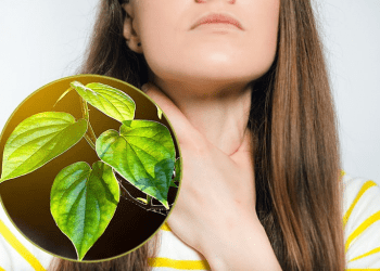 Trầu không – dược liệu gần gũi mà quý giá bởi vô số công dụng chữa bệnh