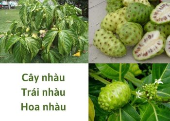 Tinh chất trái nhàu kháng khuẩn ngừa viêm vùng kín phụ nữ an toàn, hiệu quả
