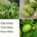Tinh chất trái nhàu kháng khuẩn ngừa viêm vùng kín phụ nữ an toàn, hiệu quả
