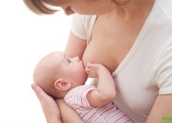 Tác dụng lợi sữa của CHÈ VẰNG trong Đông y như thế nào?