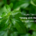 xuyên tâm liên là gì, tác dụng của xuyên tâm liên