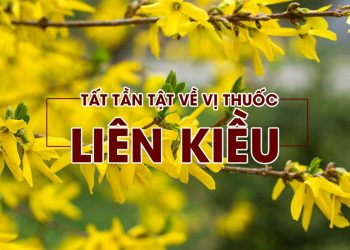 Liên Kiều: Thành phần, tác dụng dược lý và các bài thuốc chữa bệnh