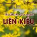 Liên Kiều: Thành phần, tác dụng dược lý và các bài thuốc chữa bệnh
