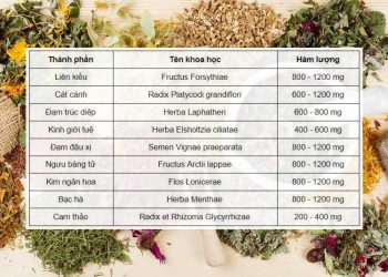 Ngân Kiều Tán: Bài Thuốc Y Học Cổ truyền Trị Bệnh Hô Hấp Hữu Hiệu