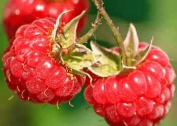 Mâm xôi – “quà tặng của núi rừng” mà thiên nhiên ban tặng cho sức khỏe sinh lý chị em