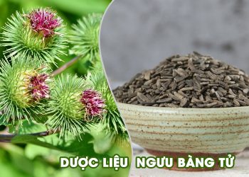 Thành phần, tác dụng của Ngưu bàng tử và các bài thuốc chữa bệnh