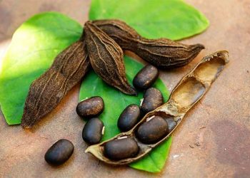 dau-nhung-vi-thuoc-dac-biet-chua-parkinson