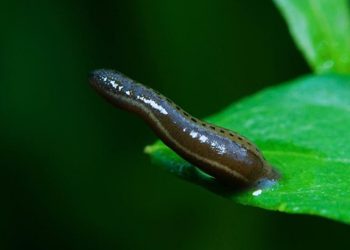 vat-xanh-dieu-tri-dot-quy