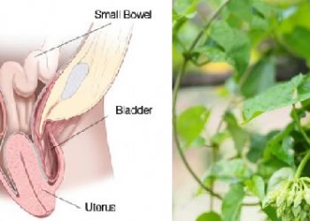 4 mẹo dân gian trị sa tử cung sau sinh bằng cây lá thảo dược