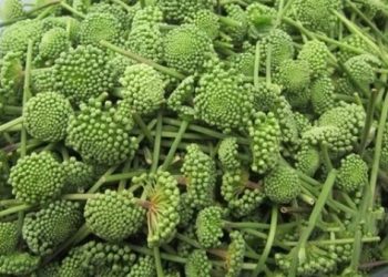 tác dụng bất ngờ của hoa tam thất